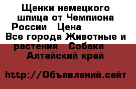 Щенки немецкого шпица от Чемпиона России › Цена ­ 50 000 - Все города Животные и растения » Собаки   . Алтайский край